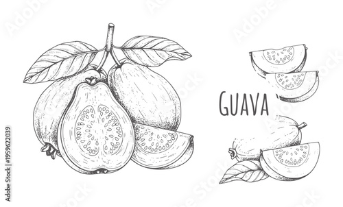 Bild auf Leinwand Hand drawn guava fruit and slices with leaves and text food tropical healthy