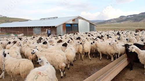 Wide view of sheep flock inside a rural farm near the lake. Warm sunlight, open land and distant mountains create a calm pastoral scene reflecting traditional livestock life.