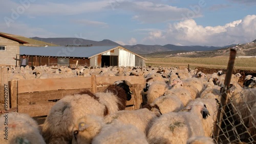 Sheep flock entering a fenced farm yard near the lake, guided by farmers. Wooden fences, barns and warm sunlight create a natural rural livestock scene with traditional farming life.