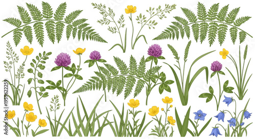 Botanical Illustration Set of Meadow Wildflowers and Ferns, Featuring Red Clover, Buttercups, Bluebells, and Grasses Isolated on White Background for Nature Design Projects