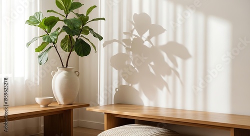 A minimalist interior scene with a large potted plant casting shadows on a white wall, featuring wooden benches and natural light.