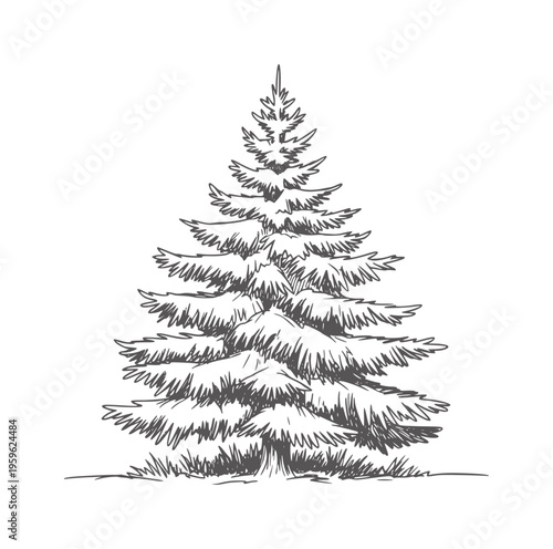 Hand drawn of a dense evergreen pine tree with textured branches handdrawn nature