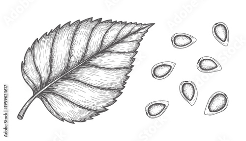 Ink of a single serrated leaf and scattered oval seeds botanical nature