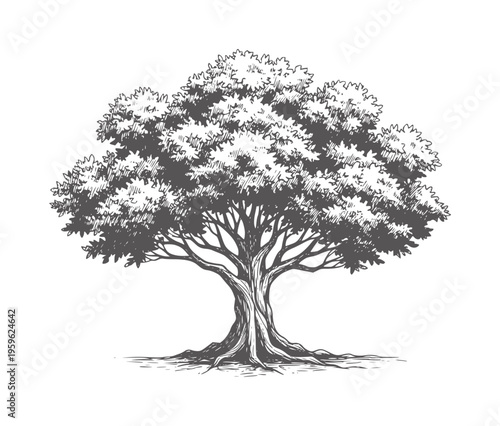 Of a large deciduous tree with sprawling branches and visible roots foliage trunk