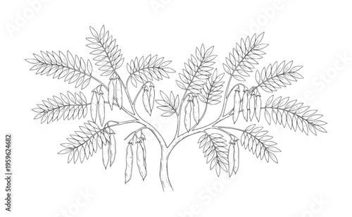 Outline of a pea plant with pods and leaves legume agriculture