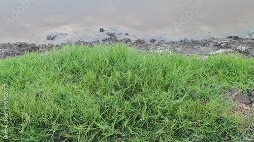 Grassy weeds in garden ponds, agriculture.