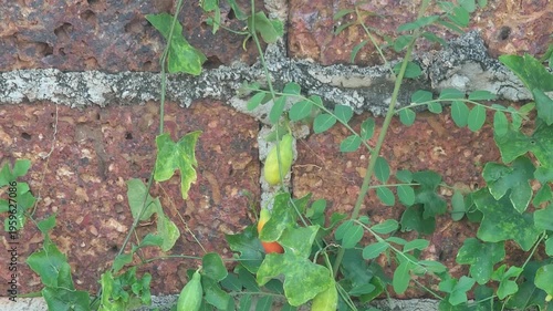 Ivy gourd, ripe ivy gourd fruit, on the fence.