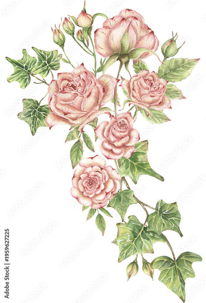 Naklejka premium Watercolor delicate pink roses, ivy branches and leaves bouquet illustration, garden floral arrangement clipart, flowers clip art