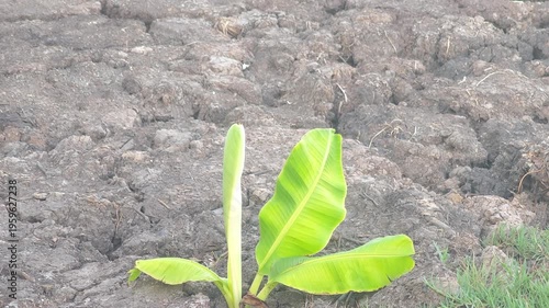 A small banana shoot growing in the soil, in the garden ,agriculture