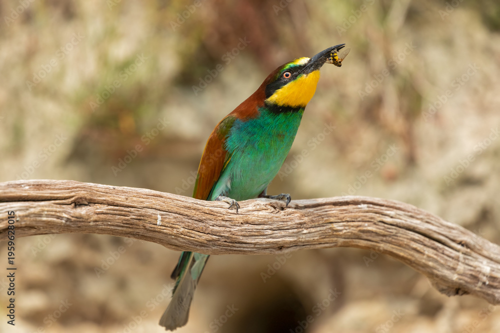 Obraz premium european bee-eater with prey
