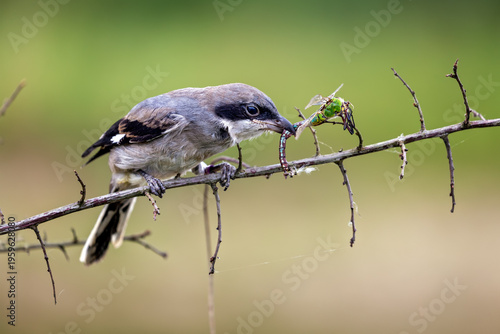 Tableau sur toile great grey shrike