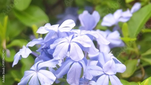 Plumbago flower, white flower, plumbago