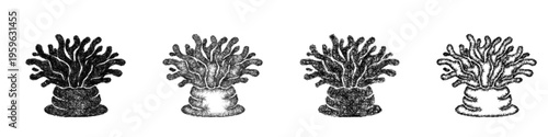 Sketch sea anemone icon design set