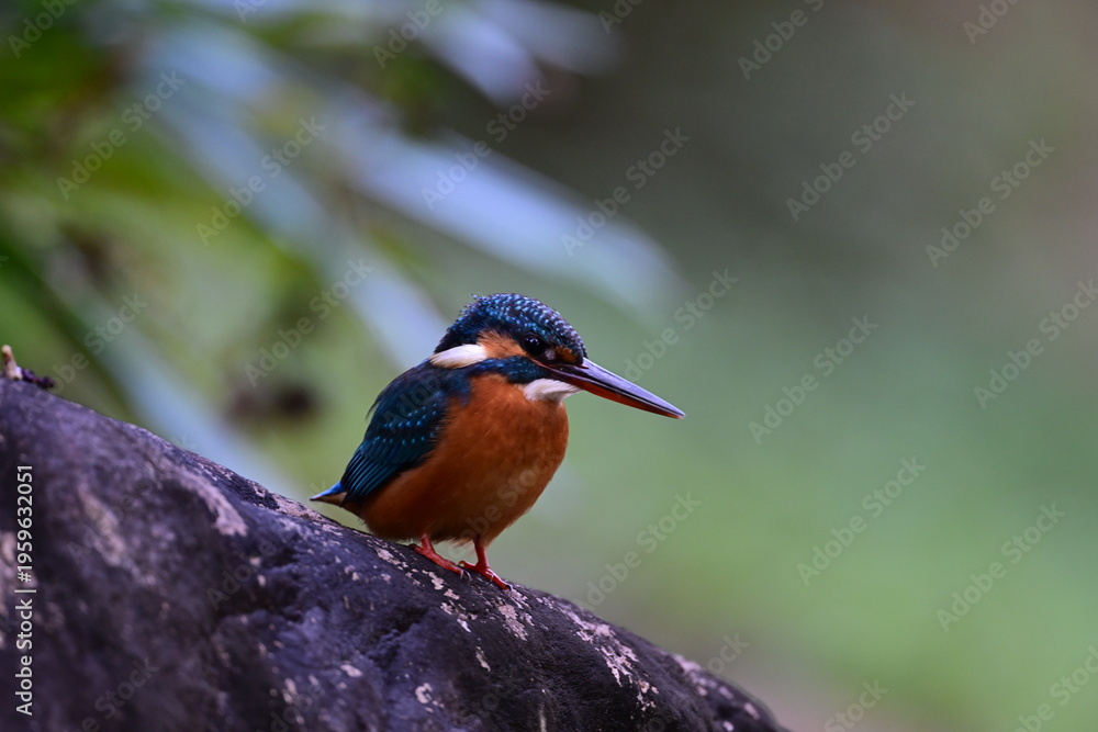 Fototapeta premium kingfisher on the branch
