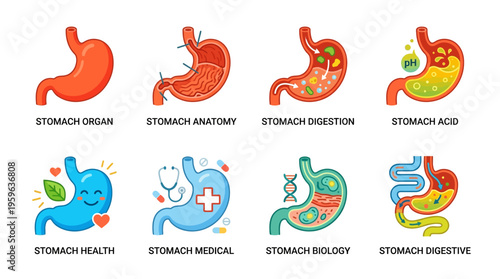 Vector illustrations of stomach organ, anatomy, digestion, acid, and health concepts in medical biology
