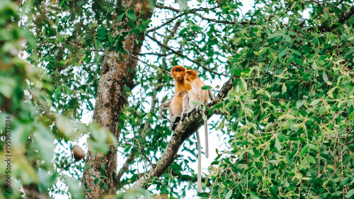 Canvas Print A proboscis monkey (Nasalis larvatus) perched high in a tree in a dense jungle canopy, Borneo