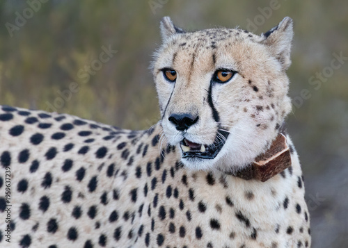 Cheetah seen in wild South Africa close up of face and orange eyes black lines markings wears tracking collar 