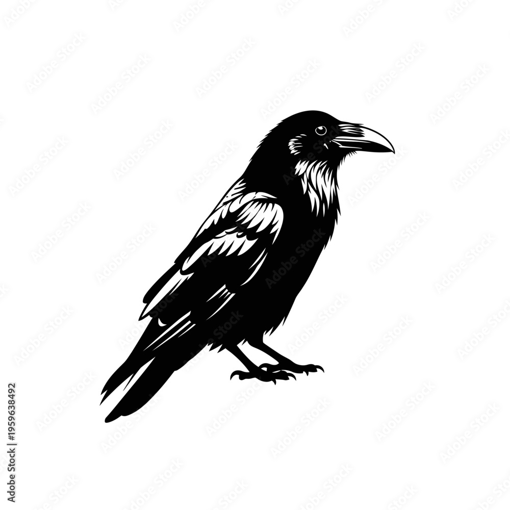 Fototapeta premium Detailed Black Raven Illustration on White Background.