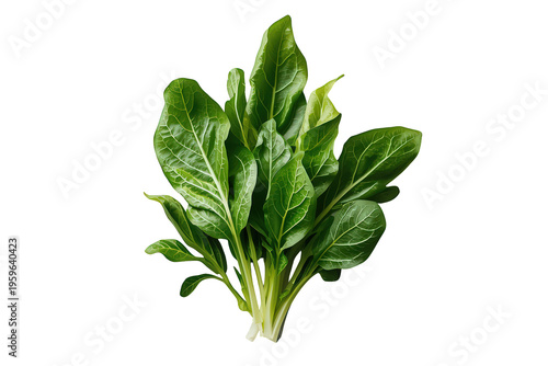 Fresh spinach bunch with vibrant green leaves, ideal for healthy eating and organic produce concepts, transparent background