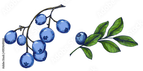 Fresh Blueberry Berries with Green Leaves Isolated on White. Ripe Juicy Blueberries for Healthy Breakfast, Superfood Nutrition and Summer Food Design