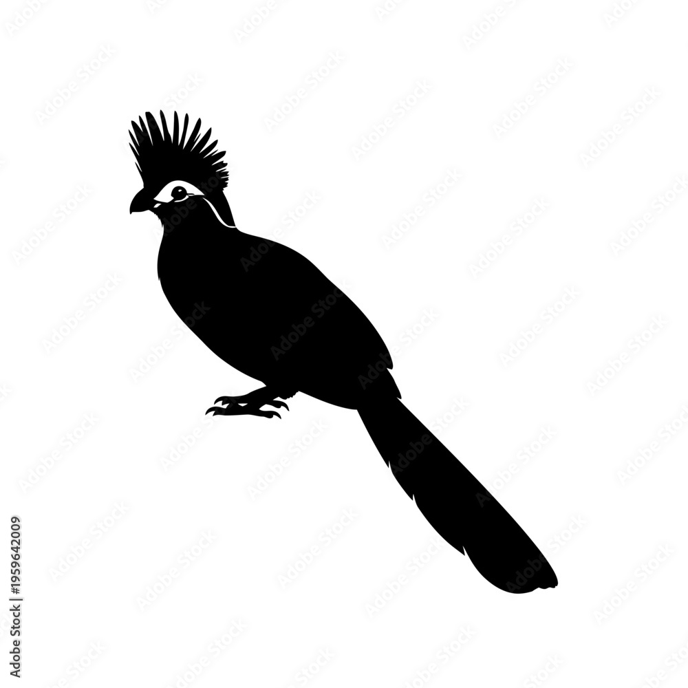 Fototapeta premium Silhouette of a Crested Coua Bird, Isolated on White.