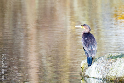 Great cormorant Phalacrocorax carbo sitting on rock water pond, large waterfowl Wild black bird in natural habitat, spring wildlife photography in city park, reflections, Nature study and birdwatching
