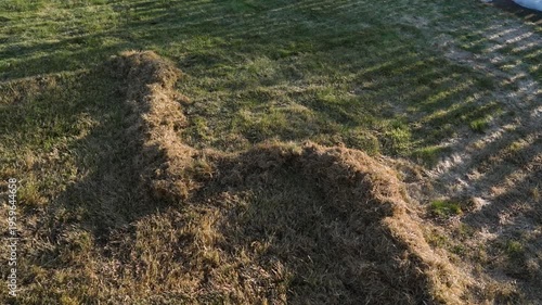 Wallpaper Mural Result of lawn raking and loosening in spring. Piles of dry dead grass from lawn after winter Torontodigital.ca