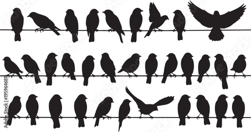 Silhouette of multiple birds perched on power lines together