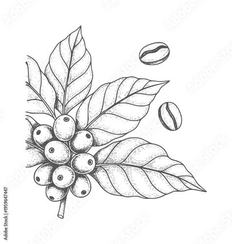 Hand drawn coffee branch with berries and beans in vintage style leaves