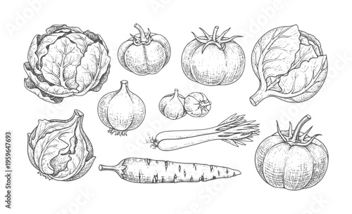 Hand drawn of assorted fresh vegetables including cabbage tomatoes and carrots onion