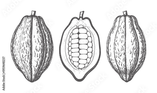 Three hand drawn cocoa pods one split revealing beans cacao fruit