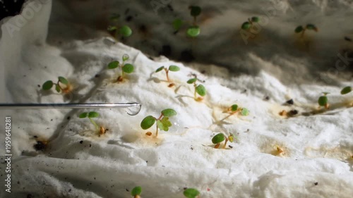 Wallpaper Mural Moistening napkin with sprouted wild strawberry seeds using syringe drops close-up Torontodigital.ca