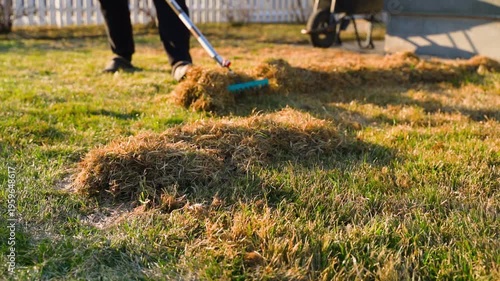Wallpaper Mural Lawn grass raking process with rake. Spring lawn care Torontodigital.ca
