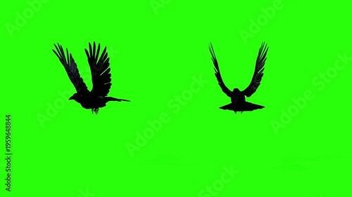 vector illustration of an eagle or crow flying or raven crow green screen or chroma key video art animation