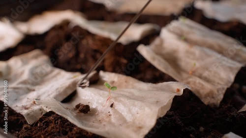 Wallpaper Mural Moistening napkin with sprouted wild strawberry seeds using syringe drops close-up Torontodigital.ca