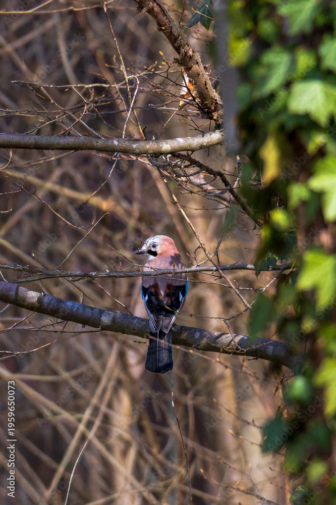 Naklejka premium Eurasian Jay Perched on Branch in Woodland with Ivy Background