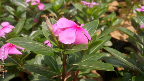 Vibrant pink Catharanthus roseus flower. High-quality Madagascar Periwinkle bloom photo for nature backgrounds and botanical projects.