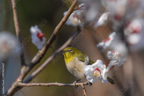 Wallpaper Mural 白梅とメジロ（梅林寺外苑・久留米市） Torontodigital.ca