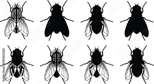 Fly silhouettes collection insect detailed wings anatomy black vector illustration set isolated design