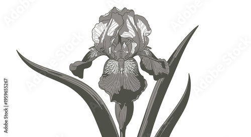 Gray iris flower, black and white iris, floral vector, botanical illustration, flower icon