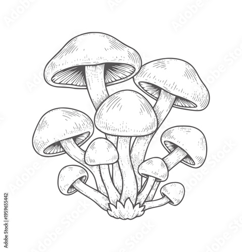 Cluster of hand drawn mushrooms with caps and stems fungi group nature