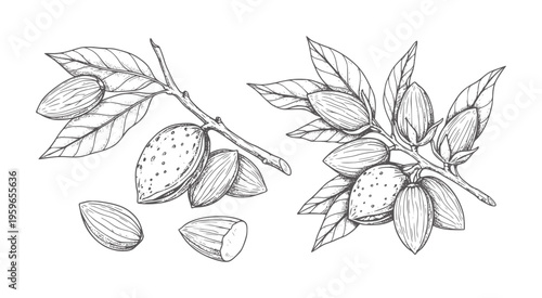 Hand drawn almond branches with leaves and nuts food