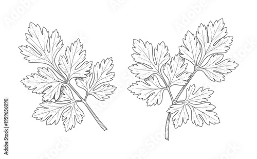 Two line of parsley sprigs white herb leaf green food