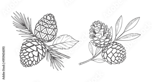 Two pine branches with cones and needles in a line leaf