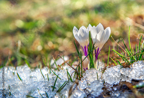 closeup on pretty wild white  crocus blooming in the ice in alpine meadow at ...