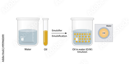 Emulsion, a mixture of two immiscible liquids (oil and water) in beakers, Emulsion oil in water, Immiscible liquids. Emulsification, emulsifier. isolated on white background. Vector illustration.