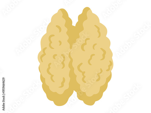 Human Thymus Gland Illustration