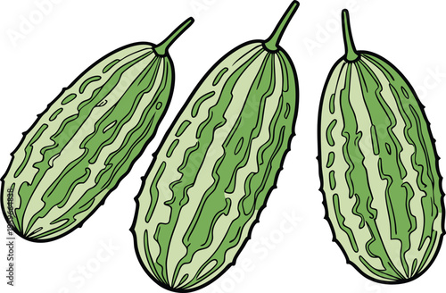 Fresh Bitter Gourd Vegetable Illustration. Green Bitter Gourd Organic Food Design. Bitter Gourd Isolated Healthy Vegetable. Momordica Charantia Fresh Produce Illustration. Tropical Bitter Gourd