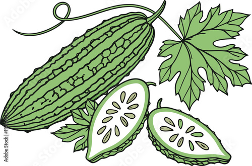 Fresh Bitter Gourd Vegetable Illustration. Green Bitter Gourd Organic Food Design. Bitter Gourd Isolated Healthy Vegetable. Momordica Charantia Fresh Produce Illustration. Tropical Bitter Gourd