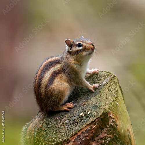 Plakat chipmunk on a tree stump